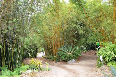 San Diego Botanical Garden Palm And Tropical Plant Sale
