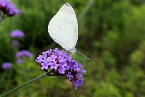 Maybe you would like to learn more about one of these? White Butterfly Meaning: Spiritual Secrets Updated 2021