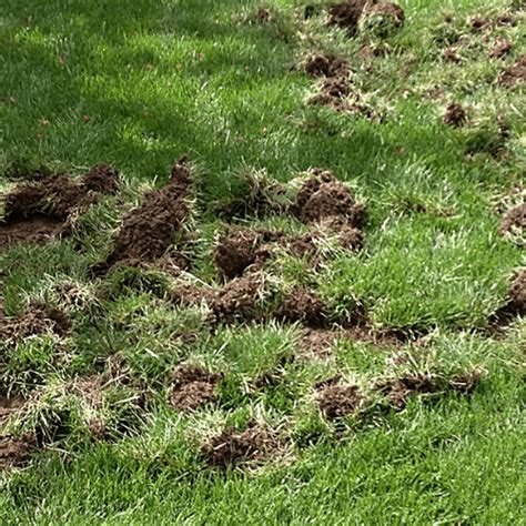 5 Unmistakable Signs You Have Lawn Grubs Maggio Ltd