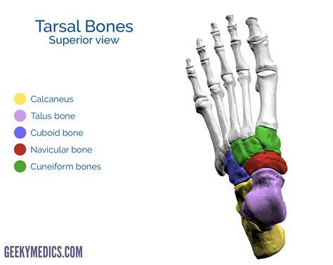 Tarsal Bone