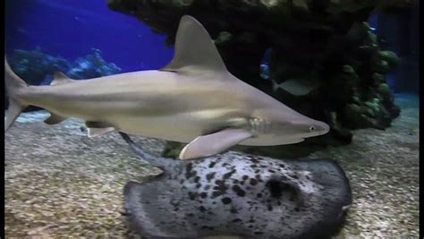 Baby Bull Shark And Black Spotted Ray Picture Of Epcot Divequest