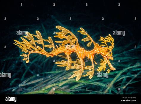 This Leafy Sea Dragon Phycodurus Eques Is A Camouflage Expert Up