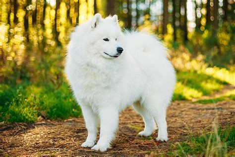 Samoyed Dog Breed Information