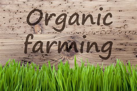 How Do I Start An Organic Farm Business In India