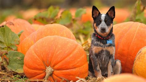 dog, Animal, Friendly, Puppy, Cute, Dogs Wallpapers HD / Desktop and