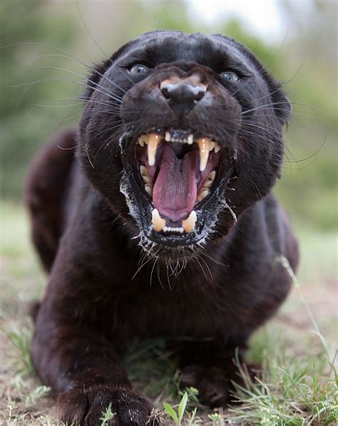 A black panther is the melanistic colour variant found in members of the genus panthera, particularly of the leopard (p. black-leopard-snarl | Leopard pictures, Black jaguar, Panther