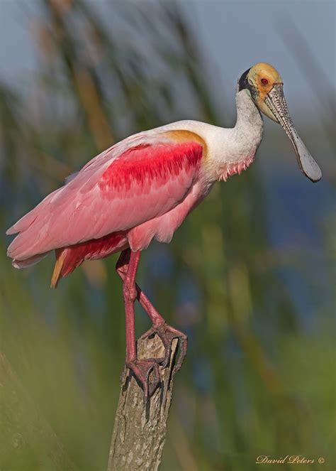 Roseate Spoonbill Pose Dave Peters Flickr