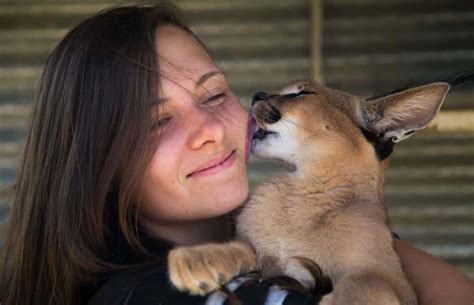 Amazing Animals Of South Africa Volunteering And Lions Sharks Penguins