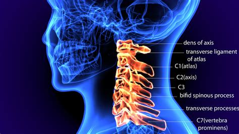 3d Illustration Of Anatomy Of Cervical Spine Cervical Spinal Stock