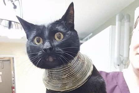 A guide to cat head pressing. This Cat With Its Head Stuck in a Vase Is Reddit's New God