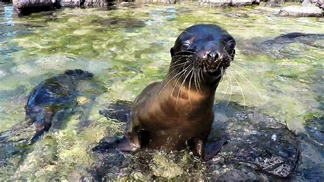 Baby Sea Lions Playing In A Tidal Pool Will Warm Your Heart