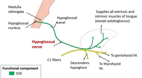 Hypoglossal Nerve - nucleus, course, structures supplied ...