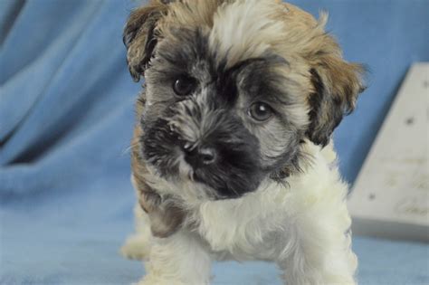 Havanese puppies for sale that are less than $1200 are generally being raised in puppy mills or by backyard breeders. Havanese Puppies for Sale | Royal Flush Havanese
