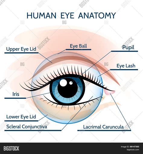 Human Eye Anatomy Vector Photo Free Trial Bigstock