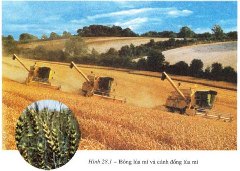 Sắn là cây lương thực ăn củ hàng năm, có thể sống lâu năm, thuộc họ thầu dầu euphorbiaceae. Cây lương thực - loigiaihay.com