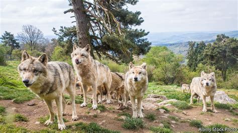 Why Wolves Are Back In France As The Lupine Population Of Europe