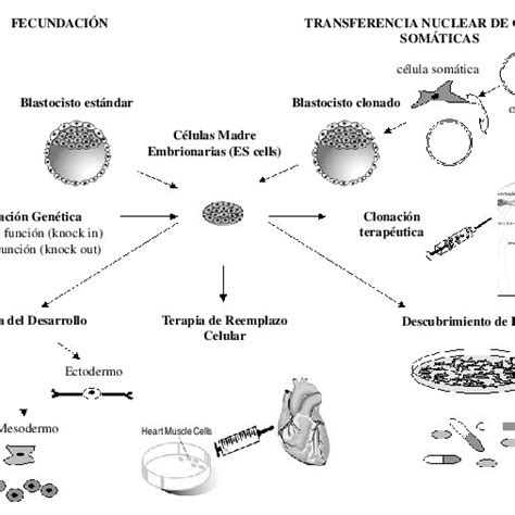 Usos Potenciales De Las Células Madre Embrionarias Es Cells En