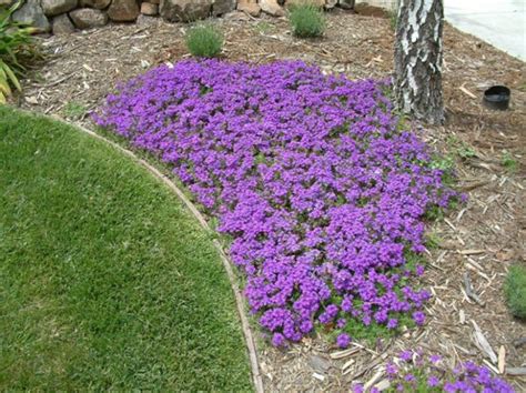 Artillery fern is a great groundcover for small areas. Verbena canadensis 'Homestead Purple'