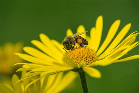 Pollination Resources Surfnetkids