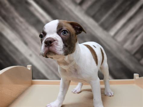 During these growth stages, they will experience significant changes in their size, mental capabilities, and exercise needs, in addition to sexually maturing. Visit Our Boston Terrier Puppies for Sale near Madison Wisconsin