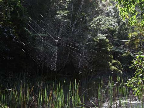 Zoologger The Biggest Spider Web In The World New Scientist