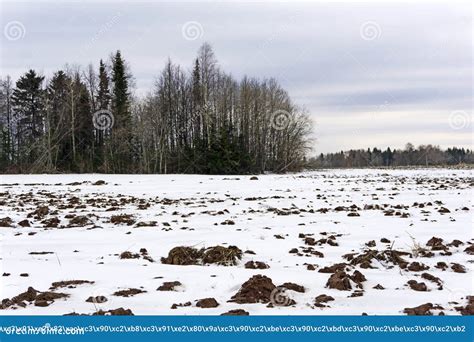 Plowed Field With Melting Snow In Early Spring Stock Photo Image Of