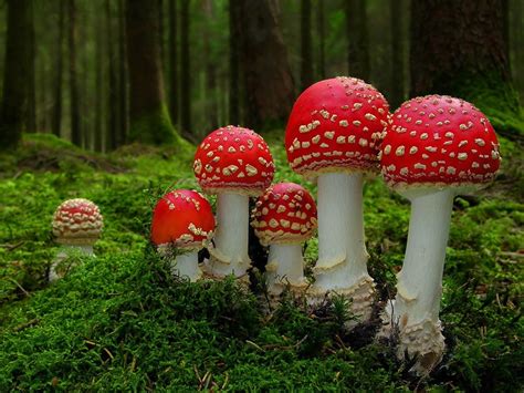 Beautiful But Potentially Deadly Pacific Northwest Mushrooms Animal