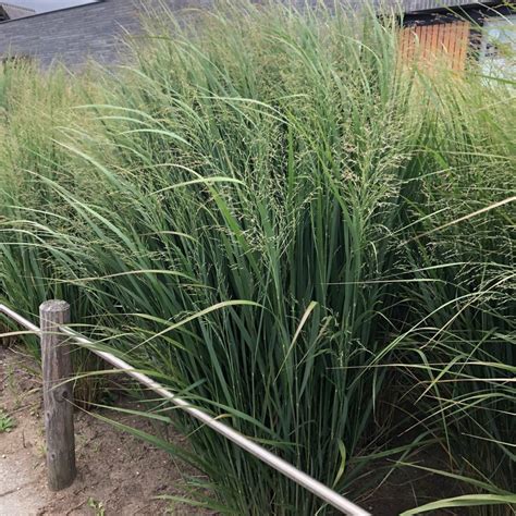 A dark green, upright, rigid clumping selection of panicum. Panicum virgatum 'Northwind' - Vingergras online kopen ...