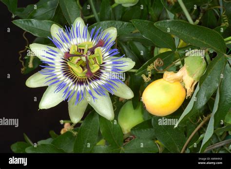 Blue Or Common Passion Flower With Fruit Passiflora Caerulea Stock