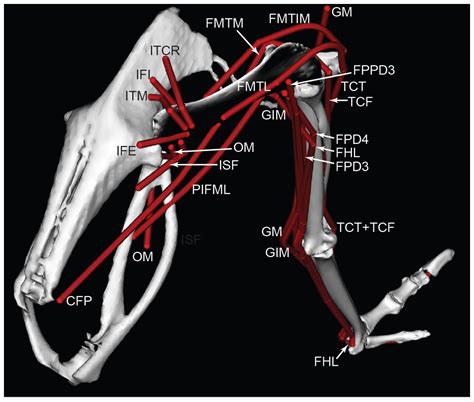 There's also an outer, or lateral, muscle — the bicep femoris. Musculoskeletal modelling of an ostrich (Struthio camelus ...