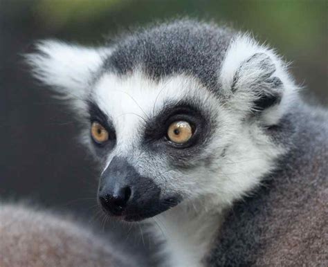 Pictures Of Ring Tailed Lemurs Biological Science Picture Directory