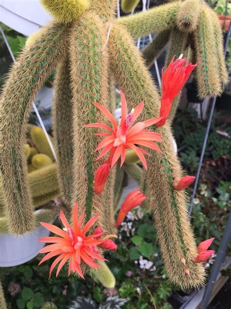 Golden Monkey Cactus Succulents And Cacti