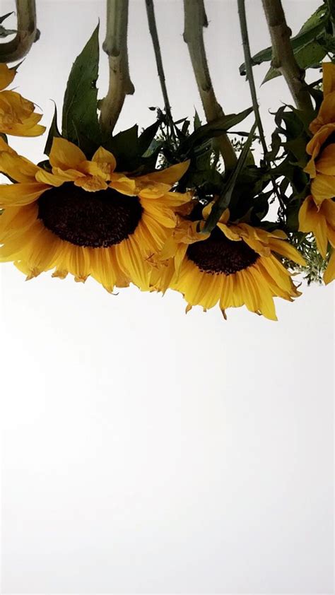 Sunflowers Yellow White Flower Aesthetic By Chloehickss Flower