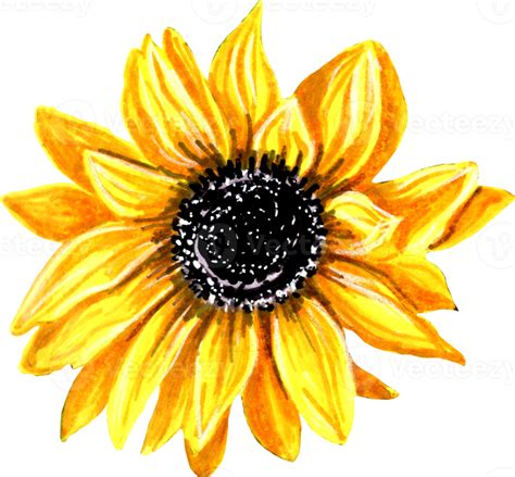 Yellow Sunflower Flower 22666552 Png