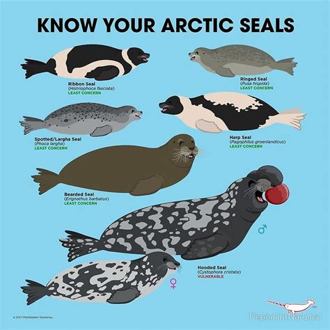 Know Your Arctic Seals Poster By Pepomintnarwhal Arctic Animals