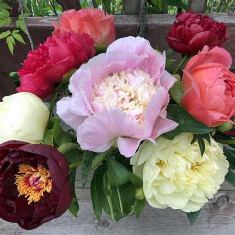 Parkland Peonies Peony Cut Flowers And Roots For Sale