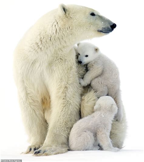 Adorable Photographs Show Twin Polar Bear Cubs Emerging From Their