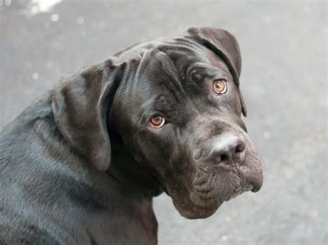 Founded in 1984, great dane rescue of the carolinas, inc. TO BE DESTROYED 1/31/14 Manhattan Center My name is FRANK ...