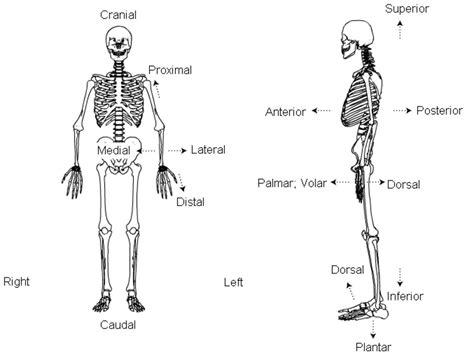 Blank Anatomical Position Human Body Diagram Anatomical Position