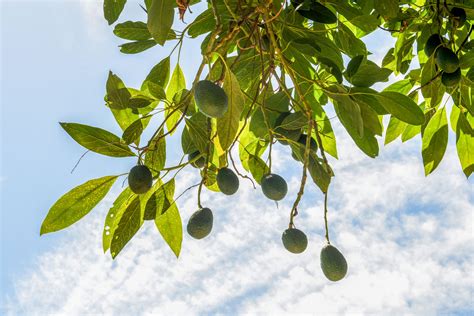 However, if you purchase an avocado tree from a nursery or garden center, they should begin to yield fruits after 3 or 4 years. How to Grow Avocado: Growing an Avocado Tree | Better ...