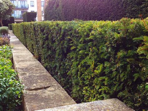 Yew Hedging Fully Grown Irish Mature Hedges Installed In One Day