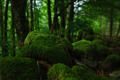Green Moss Forest Welovesolo