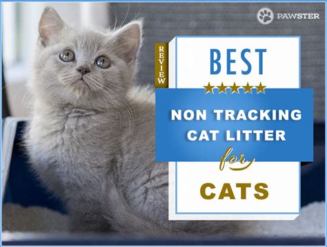These litters are made from different materials: 5 Best Non Tracking Cat Litters in 2019