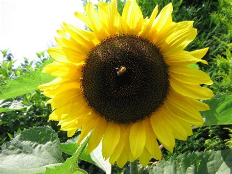 Bee On Sunflower Free Photo Download Freeimages