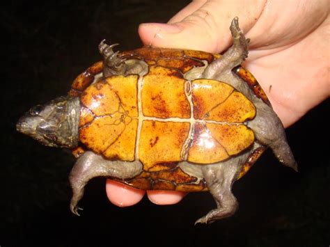 Eastern Mud Turtle Brad Gloriosos Personal Website Amphibians And