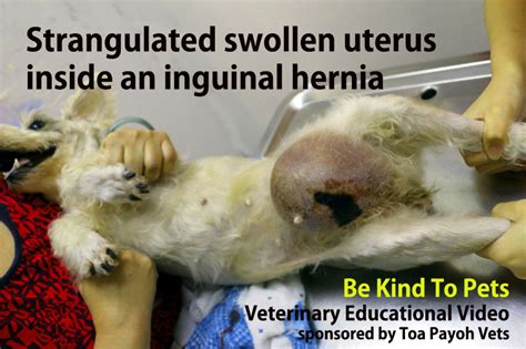 A hernia can develop in the first few months after a baby is born. 2010vets: INTERN Inguinal hernia with strangulated uterine horns - Miniature Schnauzer