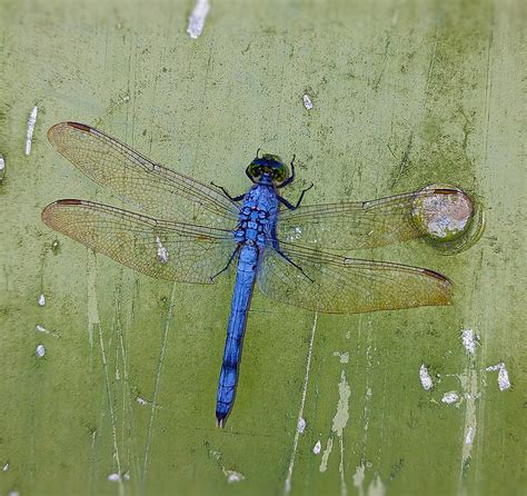 Free Photo Dragonfly Blue Insect Wings Bug Dragonflies Nature