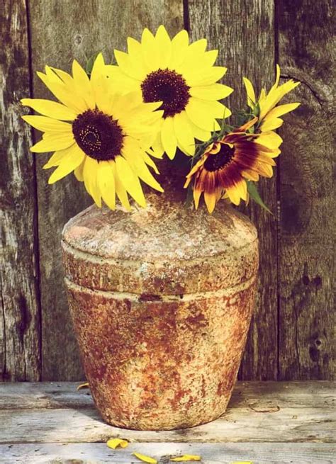 How To Grow Sunflowers In A Pot Greenhouse Today