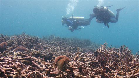 Ancient Underwater Forest Discovered By Diver Off Norfolk Coast — Rt Uk