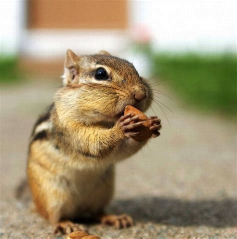 Cute Squirrels 47 Pics